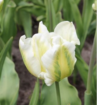 Tulipa Super Parrot - Tulip Super Parrot - 5 květinové cibule