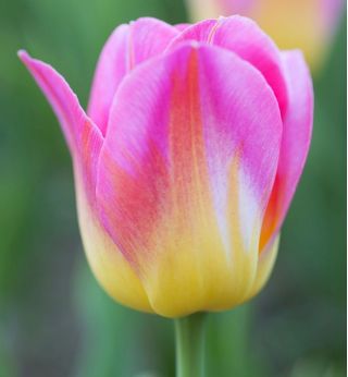 Tulipa Tom Pouce - Tulip Tom Pouce - 5 bulbs