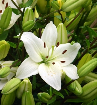 Bílá asijská lilie - bílá - velká balení! - 15 ks. - 