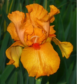 Iris germanica Orange - stort paket! - 10 st