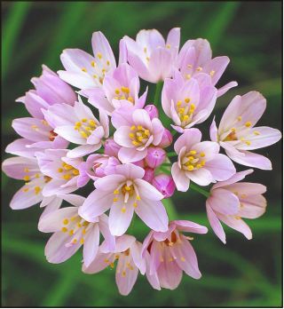 Гарлиц росес - 20 луковице -  Allium Roseum