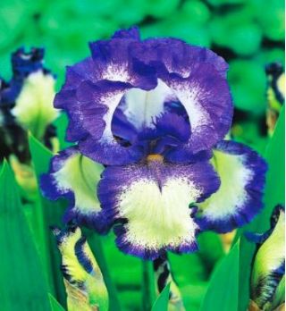 Iris germanica Loop Loop - cibuľka / hľuza / koreň
