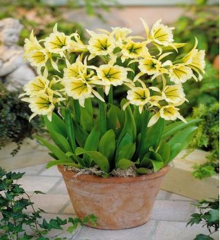 Ismene, Daffodil Sulfur Queen ชาวเปรู - หัว / หัว / ราก - Hymenocallis