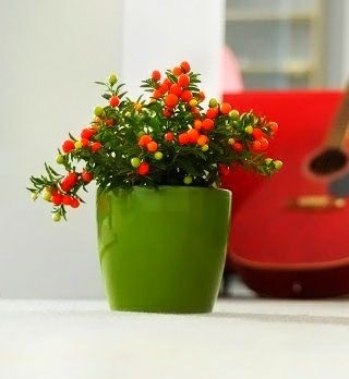 "Coubi Duo"植木鉢ø19 cm-新しいオリーブグリーン - 