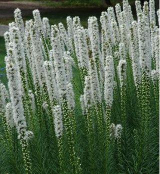 Біла палаюча зірка, сім'янки - Liatris spicata - 150 насіння