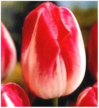 Tulipán Page Polka - csomag 5 darab - Tulipa Page Polka