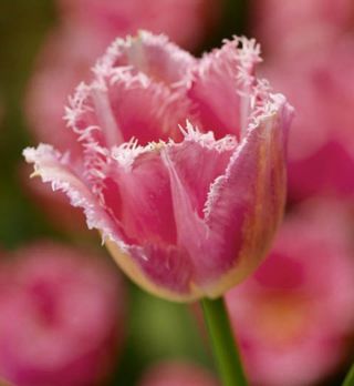 Tulipan Fancy Frills - pakke med 5 stk - Tulipa Fancy Frills