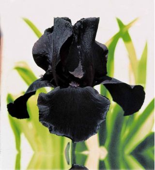 Iris germanica Black Night - bebawang / umbi / akar