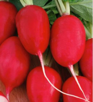 Reďkovka "Lucynka" - skorá, karmínovo-červená odroda odolná voči drti - 850 semien - Raphanus sativus L. - semená
