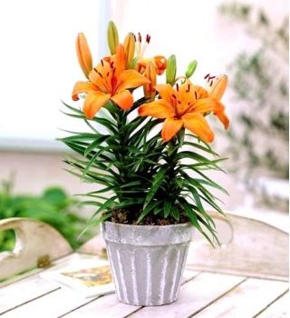Lilium, Lily Orange Pixie - květinové cibulky / hlíza / kořen