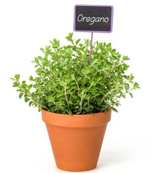 Oregano semințe - Origanum vulgare - 750 de semințe
