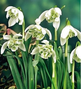 Galanthus nivalis - Flore Pleno - пакет из 3 штук