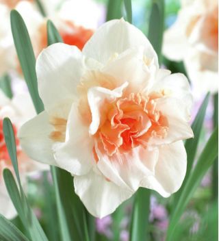 Narcissus Replete - Daffodil Replete - 5 bulbs