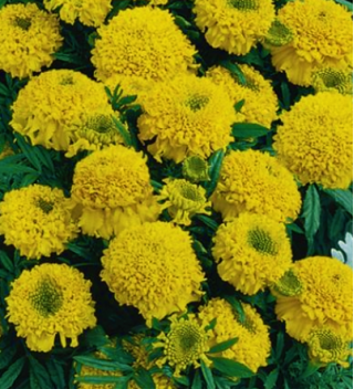 Pot galbenul "Cupido" - varietate de flori cu un grad înalt de flori, cu două flori - Tagetes erecta nana - semințe