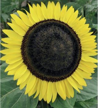 Poljsko cvetje - srednje visok sončnični "Amor Arnold" - semena