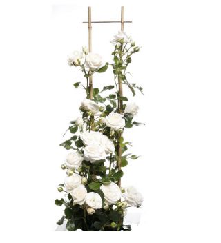 Climbing rose - white - potted seedling