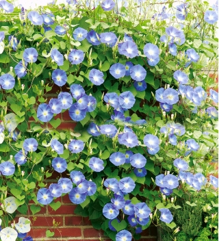Gloria de la mañana - Heavenly blue - 135 semillas - Ipomoea purpurea