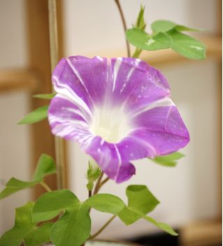 เมล็ดผักบุ้ง Arlequin (ผสม) - Ipomea purpurea - 35 เมล็ด - Ipomoea purpurea