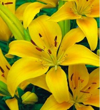 Lilium, Lily Asiatic Yellow - цибулина / бульба / корінь - Lilium Asiatic White