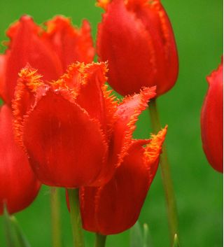 チューリップノランダ - チューリップノランダ -  5球根 - Tulipa Noranda