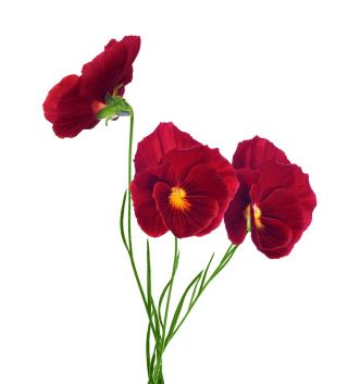 赤大花の庭パンジー -  240種子 - Viola x wittrockiana  - シーズ