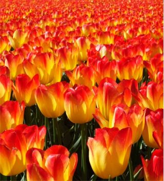 Tulipa Suncatcher - Tulip Suncatcher - 5 bulbs