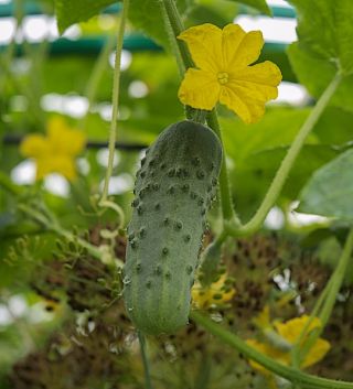 Cucumber "Hela F1" - SEED TAPE