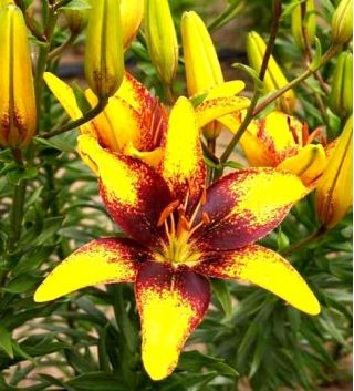 Lilium, Lily Yellow & Brown - květinové cibulky / hlíza / kořen