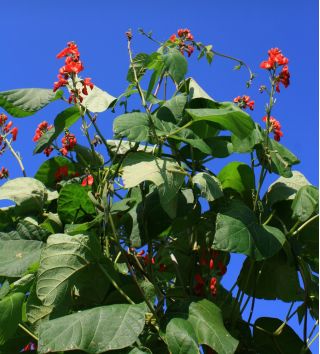 Scarlet Runner Bean, Multiflora Bean mix seeds - Phaseolus coccineus