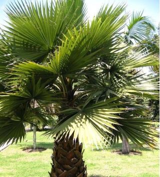 Cotton Palm, Desert Fan Palm Seeds - Washingtonia filifera - 5 biji