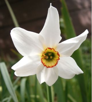 Set 5 – Poet’s daffodil Recurvus – 25 pcs; poet's narcissus, nargis, pheasant's eye, findern flower, pinkster lily