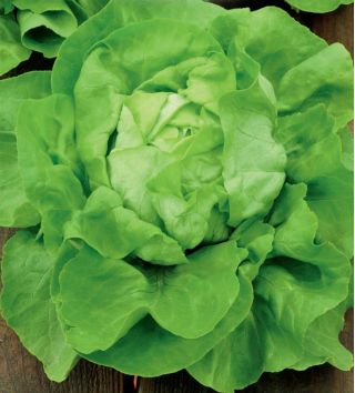 Green butterhead lettuce "Ewelina" - TREATED SEEDS