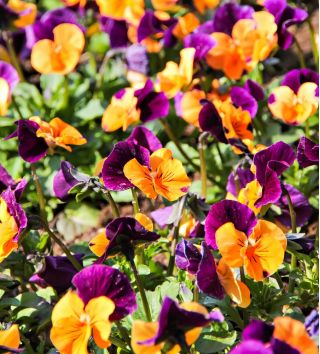 Amor - perfeito - Orange Violet - laranja - roxo - 240 sementes - Viola x wittrockiana