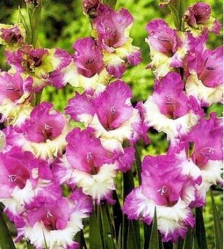 Kardvirág Maggie - csomag 5 darab - Gladiolus Maggie