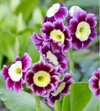 بذور زهرة الربيع المختلطة - بذور زهرة الربيع - 110 بذور - Primula x pubescens - ابذرة