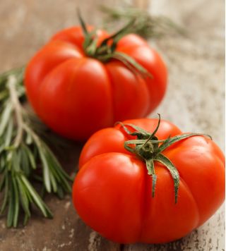Tomato "Tukan F1" - greenhouse variety