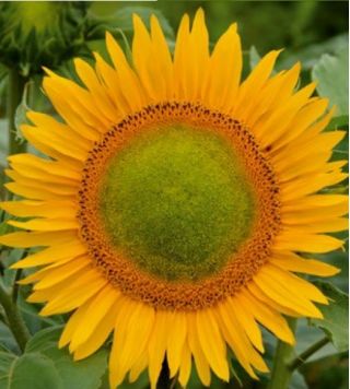 Polish Flowers - Tall sunflower - "Amor Amant'