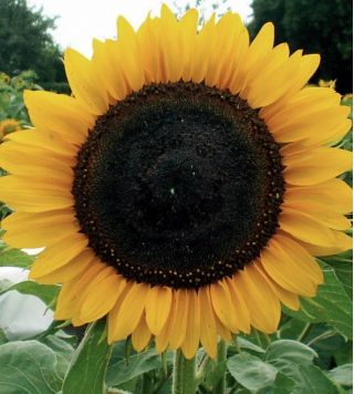 Poolse bloemen - Middelgrote zonnebloem "Amor Anter" - zaden
