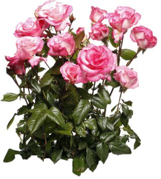 بوته گل رز - سفید-صورتی - گلدان گلدان - 