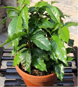 Arabica Coffee, Araabia seemnete kohvipõõsas - Coffea arabica - 8 seemnet - seemned
