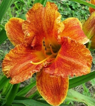 Spacecoast Freaky Tiki daylily - large package! - 10 pcs