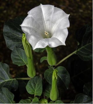 Тръбата на белия дявол; metel - 28 семена - Datura fastuosa
