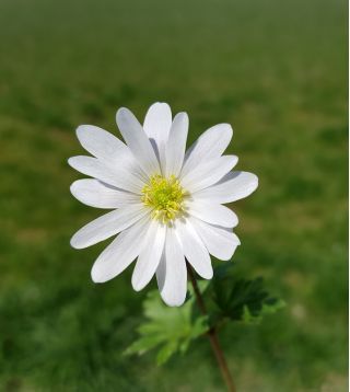 Anemone Blanda Splendor سفید - 8 لامپ