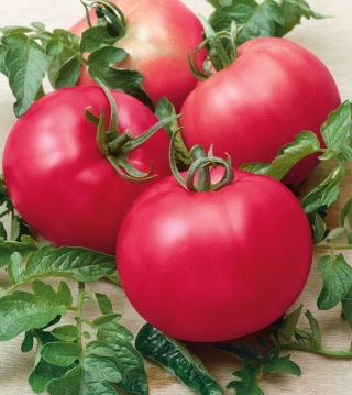 Rosa Tomate 'Maliniak'  - Freilandtomate mit steifen Trieben