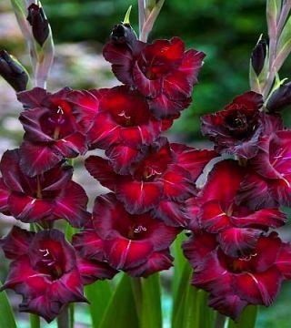 唐菖蒲黑星 -  5个洋葱 - Gladiolus Black Star