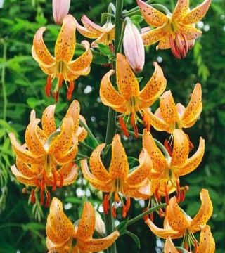 Lilium, Lily Martagon Galben - bulb / tuber / rădăcină - Lilium Martagon Yellow