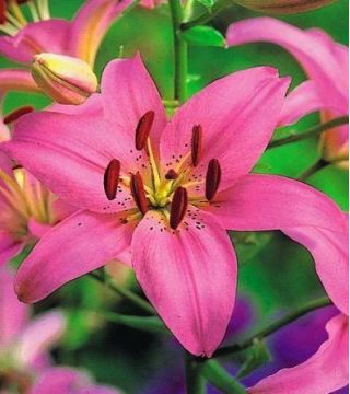 مخلوط لیلی آسیایی - 3 گلدان در گلدان - Lilium Asiatic Mix