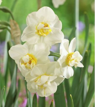 Narcissus Cheerfulness - Daffodil Vui vẻ - 5 củ