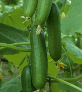 Cucumber "Hamilton" - for under cover cultivation - premium seed varieties for everone - 10 seeds