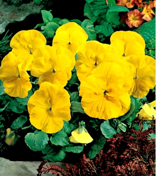 Lielziedu atraitnīte - Goldgelb, Coronation Gelb - dzeltens - 400 sēklas - Viola x wittrockiana